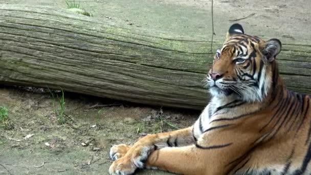 Tygrys Sumatrański Panthera Tigris Sondaica Portret Bliska Pochodzi Indonezyjskiej Wyspy — Wideo stockowe