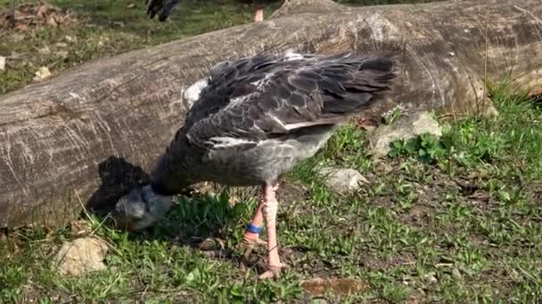 Zuidelijke Screamer Chauna Torquata Ook Bekend Als Crested Screamer Wilde — Stockvideo