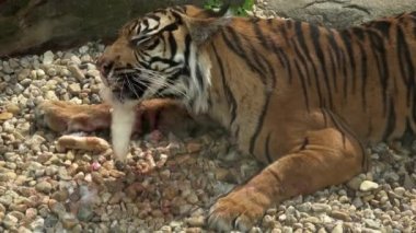 Sumatra kaplanı (Panthera tigris sondaica), Endonezya 'nın Sumatra adasına özgü yakın plan portresi.
