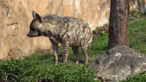 Hiena Rayada Hyaena Hyaena Sultana Animales Africanos — Vídeos de Stock