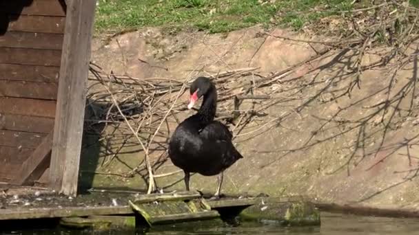 Cisne Negro Cygnus Atratus Limpa Própria Plumagem — Vídeo de Stock