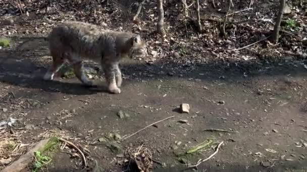 Bobcat Lynx Rufus Controlla Suo Territorio Contro Predatori — Video Stock