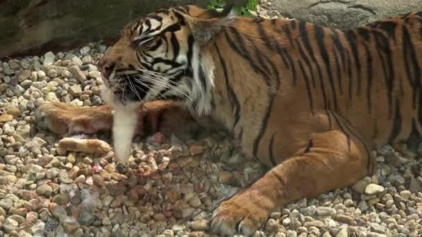 Sumatranský Tygr Panthera Tigris Sondaica Zblízka Portrét Původem Indonéského Ostrova — Stock video