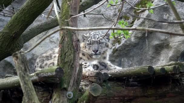 Leopardo Delle Nevi Panthera Uncia Magnifico Animale Cui Proviene Autentico — Video Stock