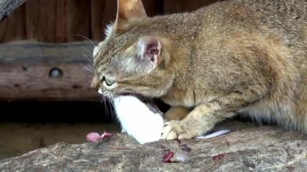 Wilde Kat Die Witte Muis Eet Felis Silvestris Gordoni — Stockvideo