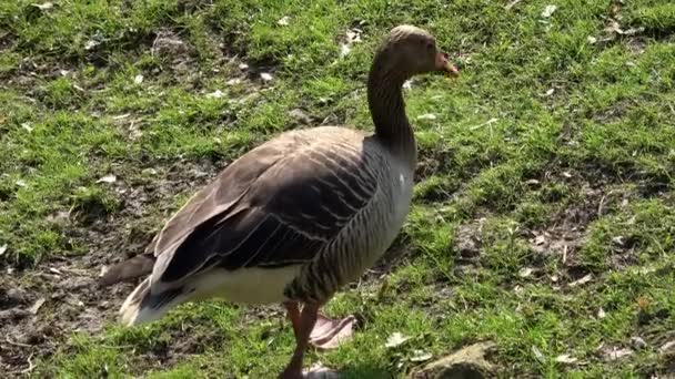 Graugans Anser Anser Frisst Grünes Gras — Stockvideo