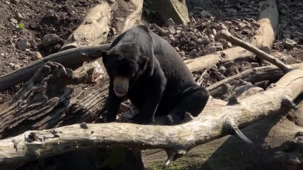 Urso Sol Malaio Helarctos Malayanus Urso Negro Descansando Uma Árvore — Vídeo de Stock