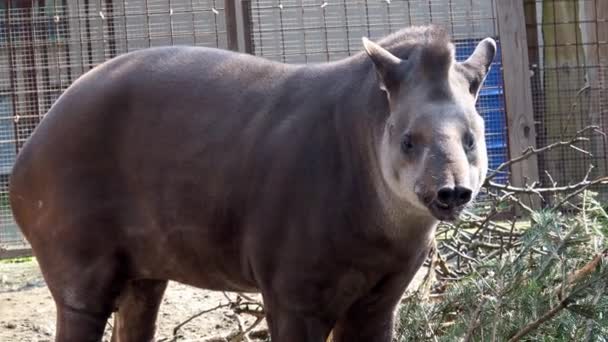 Südamerikanischer Tapir Tapirus Terrestris Auch Als Brasilianischer Tapir Bekannt Wildtier — Stockvideo