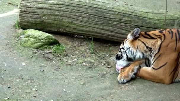 Retrato Close Tigre Sumatra Panthera Tigris Sondaica Nativo Ilha Indonésia — Vídeo de Stock