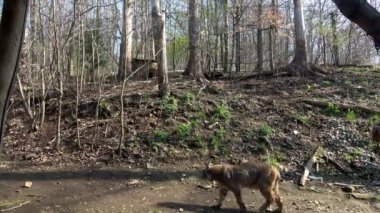 Vaşak (Lynx Rufus), yırtıcılara karşı bölgesini kontrol eder.
