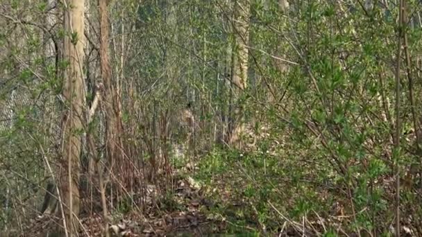 Bobcat Lynx Rufus Controleert Zijn Grondgebied Tegen Roofdieren — Stockvideo