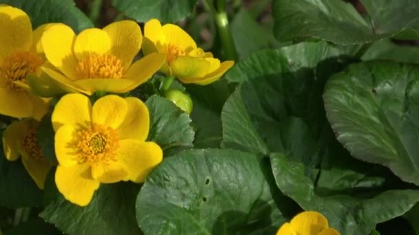 Flores Amarillas Brillantes Caléndula Pantano Caltha Palustri — Vídeos de Stock