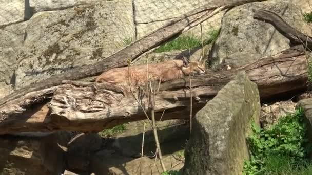 Gatto Predatore Caracal Caracal Caracal Con Nappe Orecchie Addormentate — Video Stock