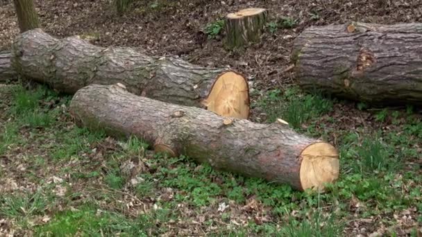 Dřevěné Klády Řezané Kmeny Stromů Čerstvě Vysekané Pařezy Polena Strom — Stock video