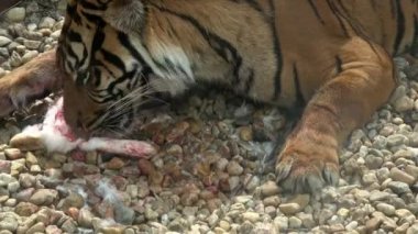 Sumatra kaplanı (Panthera tigris sondaica), Endonezya 'nın Sumatra adasına özgü yakın plan portresi.
