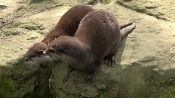 Twee Schattige Aziatische Kleine Klauw Otters Aonyx Cinereus — Stockvideo