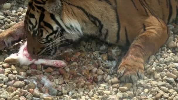 수마트라 호랑이 Panthera Tigris Sondaica 근접촬영 인도네시아 수마트라 — 비디오