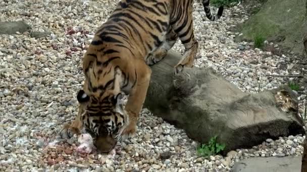 수마트라 호랑이 Panthera Tigris Sondaica 근접촬영 인도네시아 수마트라 — 비디오