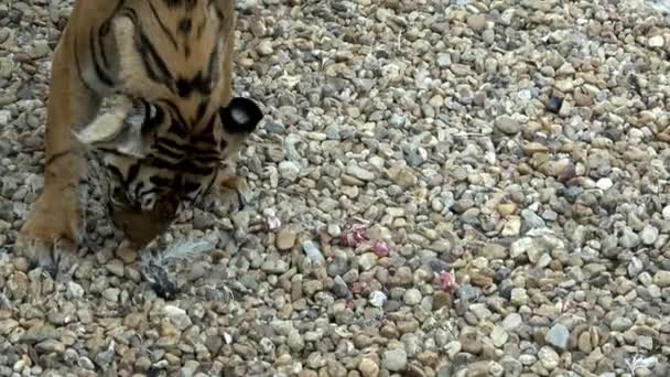 Sumatraanse Tijger Panthera Tigris Sondaica Close Portret Afkomstig Van Het — Stockvideo