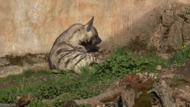 Hiena Listrada Hyaena Hyaena Sultana Animais Africanos — Vídeo de Stock