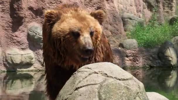 Κοντινό Πλάνο Της Καφέ Αρκούδας Καμτσάτκα Καφέ Αρκούδα Kamchatka Ursus — Αρχείο Βίντεο