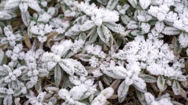 Selektivt Fokus Första Frosten Frusna Fältväxter Vackert Abstrakt Fryst Mikrokosmos — Stockvideo