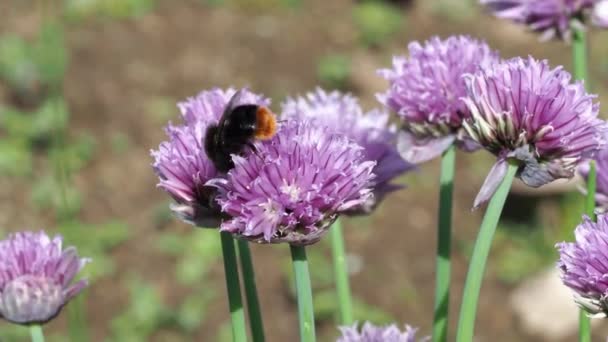 Bourdon Pollinisant Une Fleur Ruche Allium Schoenoprasum — Video