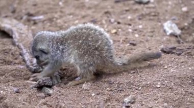 Meerkat yiyecek arayışında yürüyor (Suricata suricatta)