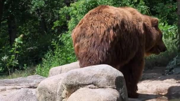 Closeup Kamchatka Urso Marrom Urso Castanho Kamchatka Ursus Arctos Piscator — Vídeo de Stock