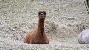 Lamas yerde yatıyor ve dinleniyor. Alpaka gün ışığında yerde yatıyor..