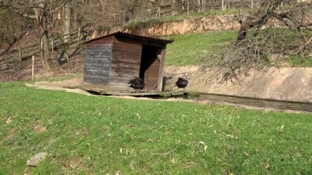 Pequeña Casa Cisnes Estanque Parque Verde Cisne Negro Cygnus Atratus — Vídeos de Stock