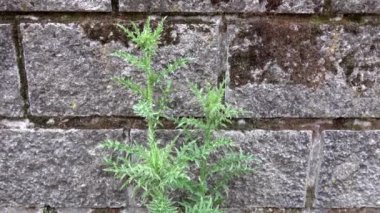 Thistle growing next to an old stone wall 