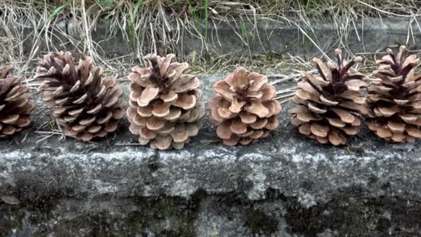 Several Open Pine Cones Stand Row Wall — Video Stock