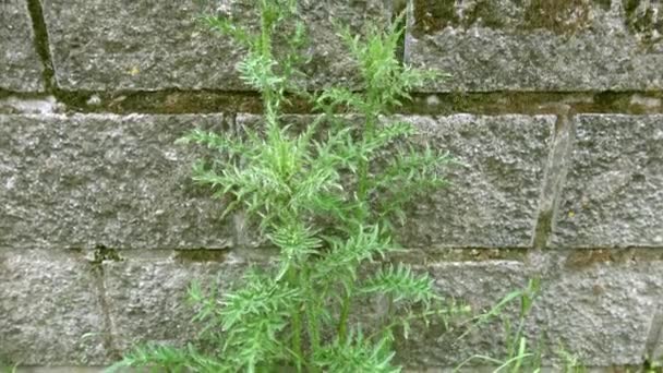 Thistle Growing Next Old Stone Wall — Stock videók