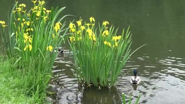 Twee Eenden Zwemmen Het Meer Gele Iris Iris Pseudacorus Het — Stockvideo