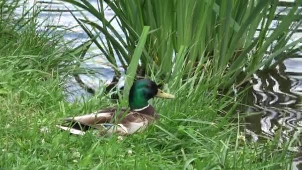 Pato Sentado Hierba Cabeza Pato Pato Mallard — Vídeos de Stock