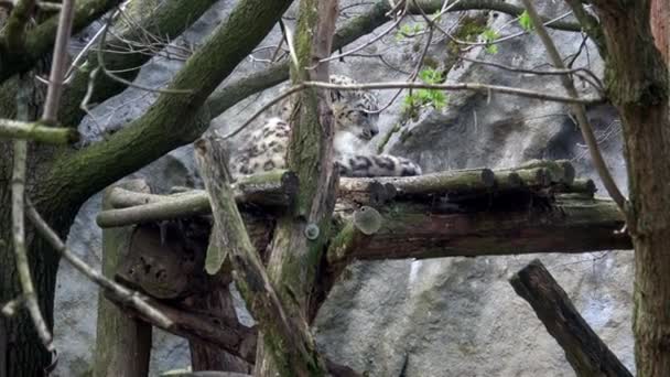 Kar Leoparı Panthera Uncia Saygı Duyulan Muhteşem Bir Hayvandır — Stok video