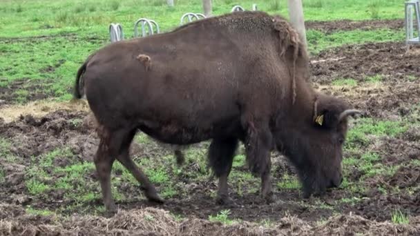 Bisonte Americano Andando Procurando Comida — Vídeo de Stock
