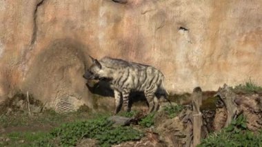 Çizgili sırtlan (Hyaena hyaena sultana). Afrika hayvanı