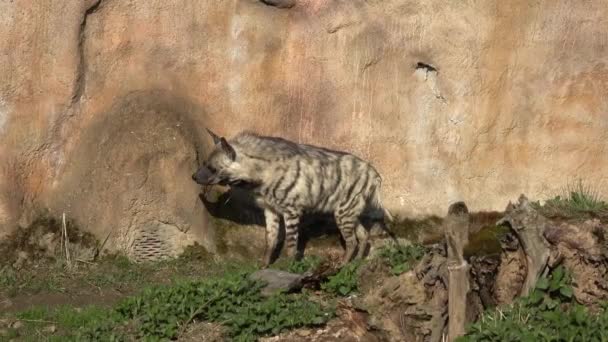Hiena Pasiasta Hyaena Hyaena Sultana Zwierzęta Afrykańskie — Wideo stockowe