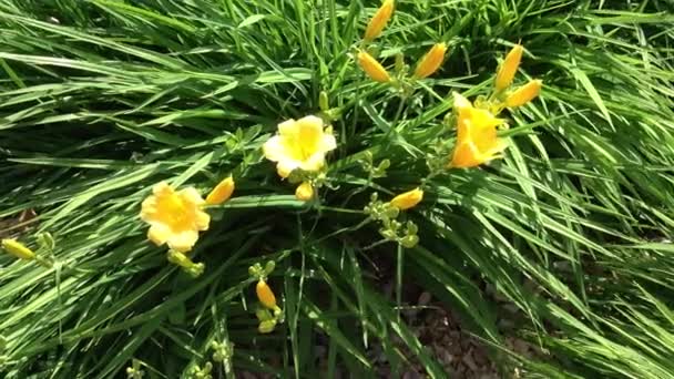 Όμορφο Κίτρινο Λουλούδι Στον Κήπο Hemerocallis Στέλλα Oro — Αρχείο Βίντεο
