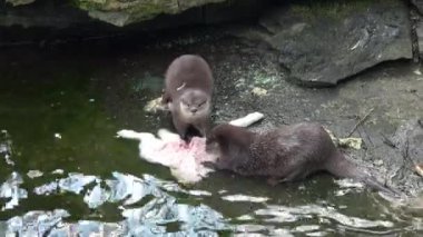 Avlarını yiyen iki su samuru. (Aonyx cinereus)