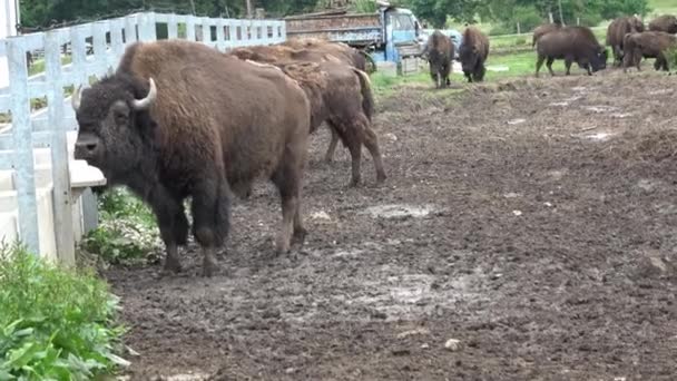 Parkera Med Vild Bisonoxe Stor Tjur Bisondricksvatten — Stockvideo