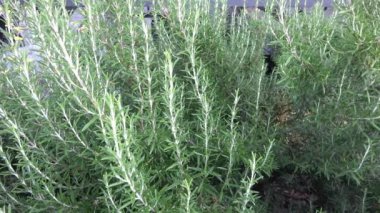 Yabani biberiye (Rosmarinus officinalis) bitki ve besin malzemesi olarak kullanılır.