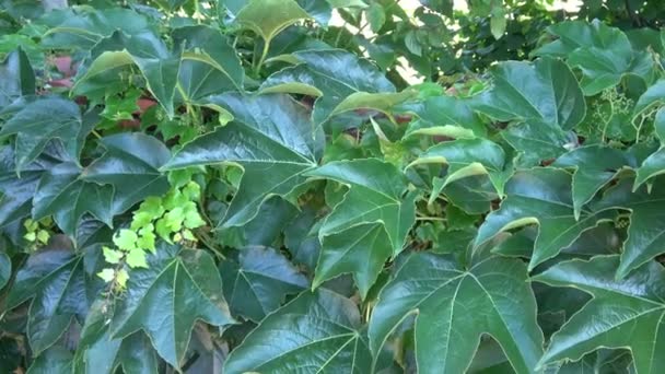 Parthenocissus Tricuspidata Boston Vedbend Eller Japansk Creeper Fra Familien Vitaceae – Stock-video