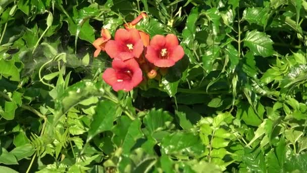 Cultivated Flowers Campsis Radicans Close — Stock Video