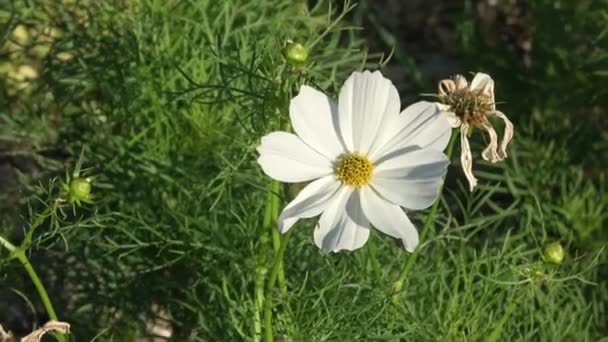 Κοντινό Πλάνο Λευκά Λουλούδια Cosmos Cosmos Bipinnatus Στον Κήπο — Αρχείο Βίντεο