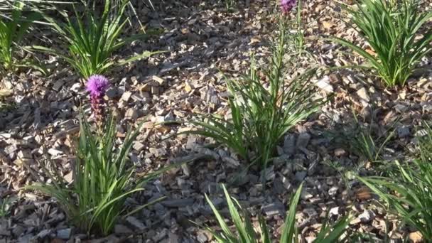 緑の葉を持つ紫色の小花 プロット上の夏の花 — ストック動画