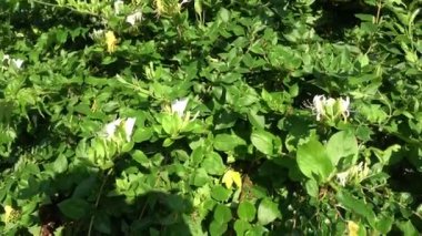 Lonicera caprifolium (keçi yaprağı hanımeli, İtalyan hanımeli, perfoliate woodbine) çiçekleri