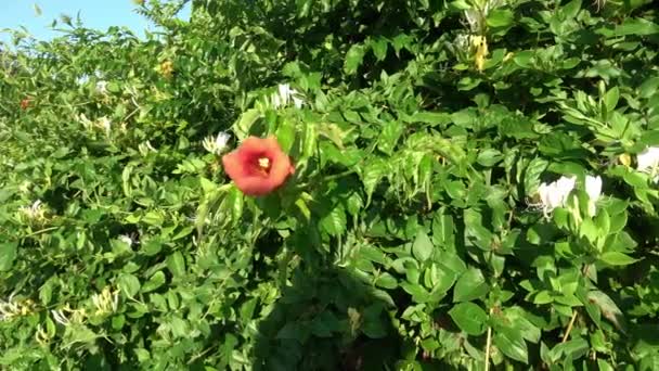 Cultivated Flowers Campsis Radicans Close — Stock Video